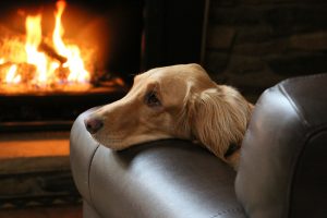 Tips to Keep Your Pet Safe This Winter