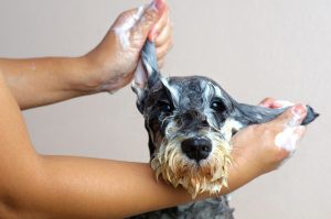 How Often Should I Bathe My Dog or Cat